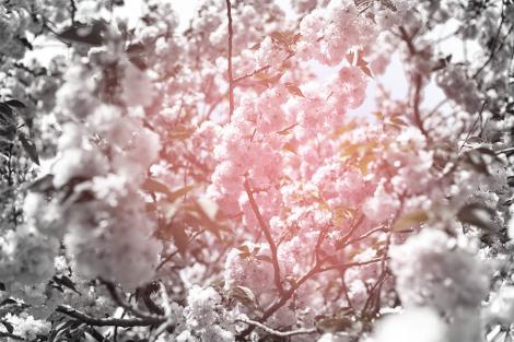 Fototapete Kirschblüte in Schwarzweiß und Rosatönen