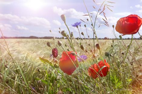 Fototapete Feldblumen